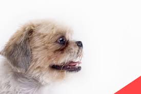 Shih tzu dog eye boogers. Bad Smell Around Eyes Eye Discharge Problem In Dogs Propatel