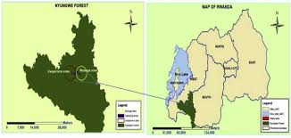 Image result for Pavetta rwandensis