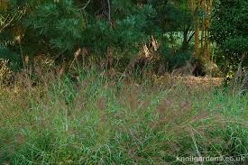Image result for Bothriochloa bladhii