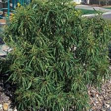 Image result for Volusia amboinensis