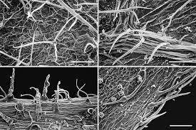 Image result for Paralepistemon shirensis