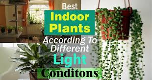Most plants do not grow at their best in shaded or low light conditions, especially flowering types. Best Indoor Plants According To Different Light Conditions