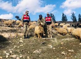 Mardin De Kucukbas Hayvan Hirsizi Yakalandi