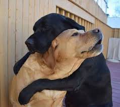 Pin By Rebecca Russell On So Pretty Funny Animal Photos Dogs Hugging Cute Animals