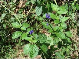 Image result for Erythroxylum platycladum