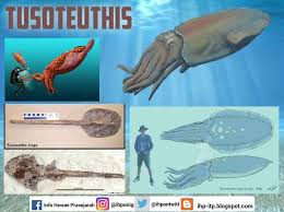 Tapi cumi vampir betina rupanya punya oosit yang hidup terus untuk memproduksi lebih banyak telur. Info Hewan Prasejarah Tusoteuthis Masa Hidup Periode Kapur Akhir Tahap Santonian Sampai Tahap Campanian 86 72 Juta Tahun Yang Lalu Kerajaan Animalia Filum Mollusca Kelas Cephalopoda Sub Kelas
