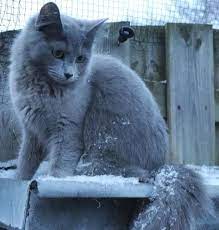This Green Eyed Gray Cat Is A Nebelung These Cats Are Known For Their Dreamy Green Eyes And Long Russian Blue Cat Personality Russian Blue Cat Russian Blue