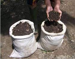 Menanam ubi jalar, baik di sawah, kebun, atau mungkin dalam pot, butuh pengetahuan memadai tentang ubi jalar mulai dari pembibitan sampai. Akak Tak Perlu Beli Ubi Lepas Ni Begini Cara Mudah Tanam Ubi Manis Dalam Guni My Info Berita