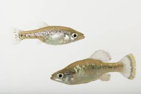 Image result for Disperis sp. nov. aff. bifida