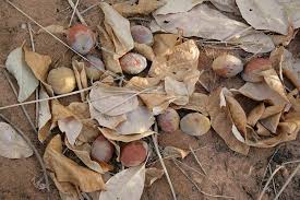 Image result for Schinziophyton rautanenii