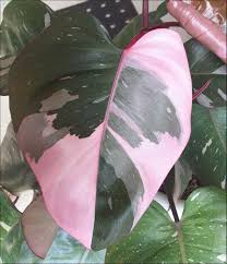 Pink Princess Philodendron Philodendron Plants Indoor Plants