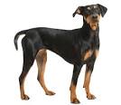 German Pinscher Dog Breed Information, Pictures ...