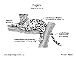 Diagram Of A Jaguar Animal Wiring Diagrams