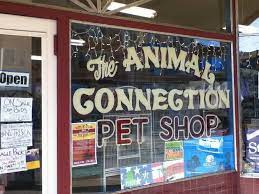 At animal house pet center we carry a healthy selection of small pet food brands at our st. Best Pet Stores In San Francisco For Your Furry Friends