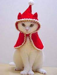 Christmas Funny Animals Santa Hat Pics And Pictures Christmas Animals Christmas Cats Christmas Animal