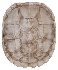 Turtle Shell White One Kings Lane Turtle Shell Shells Turtle
