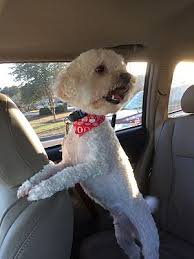 May 02, 2021 · puppyfinder.com is your source for finding an ideal labradoodle puppy for sale near wilmington, north carolina, usa area. Wilmington Nc Cockapoo Meet Parker A Pet For Adoption