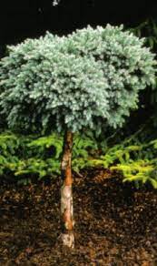J E Nursery Evergreens Colorado Blue Spruce Garden Shrubs Evergreen