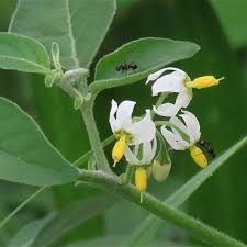 Image result for Solanum chenopodioides