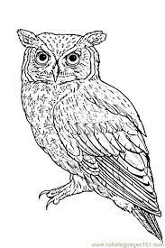 Free owl coloring pages, we have 118 owl printable coloring pages for kids to download Eastern Owl Coloring Page For Kids Free Owl Printable Coloring Pages Online For Kids Coloringpages101 Com Coloring Pages For Kids