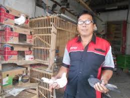 Gambar sketsa burung dara kali ini kita buat dalam bentuk hinggap, yaitu dengan membuat garis seperti mata pancing terbalik, yang kemudian bisa anda tambahkan mata gambar sketsa burung merpati ini sangat mudah, anda buat bulatan seperti bola untuk kepala, kemudian bulatan lebih besar. 25 Gambar Rumah Merpati Dari Kardus Terbaru Koleksi Gambar Rumah Terlengkap