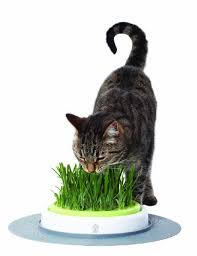 Catit Design Senses Grass Garden Kit 1x70g Cat Grass Cat Grass Planter Garden Kits