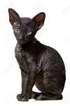 Cornish Rex - Wikipedia