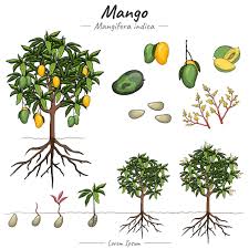 Image result for Mangifera indica