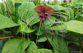 Image result for Callichilia orientalis