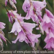 Image result for Dierama formosum