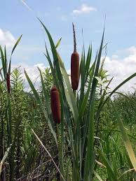 Jul 21, 2021 · it often grows next to cinnamon ferns (osmunda cinnamomea), marsh marigolds (caltha palustris), cattails (typha), and winterberry holly (ilex verticillata). Cattails Water Lilly Lucky Plant Plants