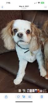 Britta sez Merry Christmas to everyone! Today she is FIFTEEN YEARS OLD! She  is the last survivor of her litter of five wee girls born