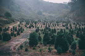 There are plenty of profitable crops that you could grow on your small farm. 10 Tips To Start A Christmas Tree Farm To Make Money Pt Money