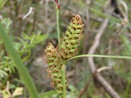 Image result for Carex echinochloe