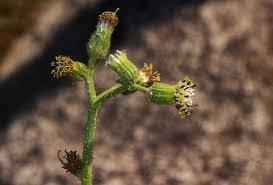 Image result for Senecio hochstetteri