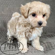 New users enjoy 60% off. Pooton Breed Puppies By Design Online Puppies Breeds Pets