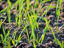 31 best images haus in nrw kaufen : Rasensamen Test Vergleich 2021