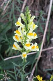 This is a list of edible species found on this site, in order by the common name that is used for each species on this site. Wildflower List Flowers Canada Ontario Flowers Native Plant Gardening