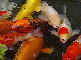 Are you looking for small live koi for sale? Giobel Koi Center Koi Farm Beautiful Koi Fish For Sale Koi Fish Koi Fish Care Koi