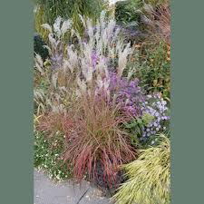 Image result for Miscanthus violaceus