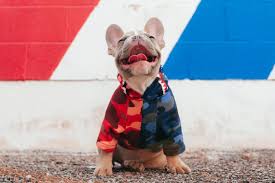 Frenchie world store offers vast of clothes for the french bulldog breed. Shirts French Bulldog Clothing
