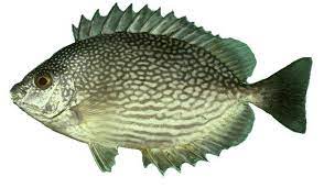 Entdecke rezepte, einrichtungsideen, stilinterpretationen und andere ideen zum ausprobieren. Tips Jitu Memancing Ikan Baronang Dengan Menggunakan Joran Tegek
