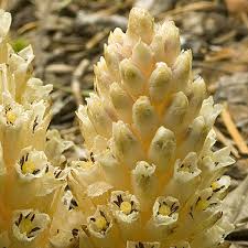 Image result for Pneumatopteris afra