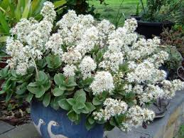 You can't go wrong with a margarita that's infused with fresh strawberries and basil leaves! Crassula Lactea Taylor S Parches World Of Succulents Succulents Plants Cacti And Succulents