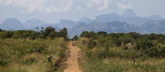 Image result for Malaxis weberbaueriana