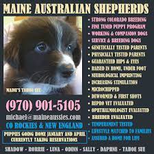 Puppies Maine Australian Shepherds Aussie Breeders New England Colorado 970 901 5105