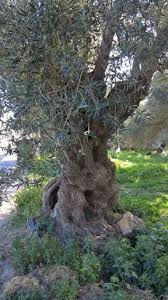 Greek Olive Trees Tree Olive Tree Sacred Tree