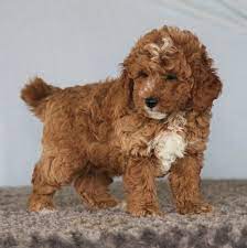 Need more information about our dog. Bobby Goldendoodle Puppy 629362 Puppyspot