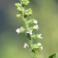 Image result for Basilicum polystachyon