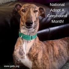 We have been making families happy for 19 years now. National Adopt A Greyhound Month